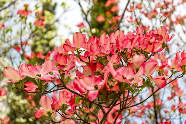 Fleurs de cornouiller qui fleurissent au printemps