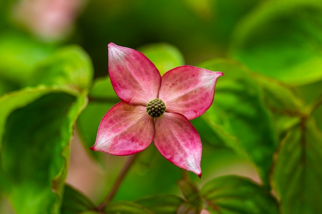 Fleurs de cornouiller