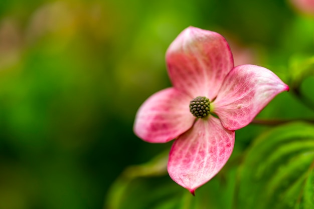 Fleurs de cornouiller