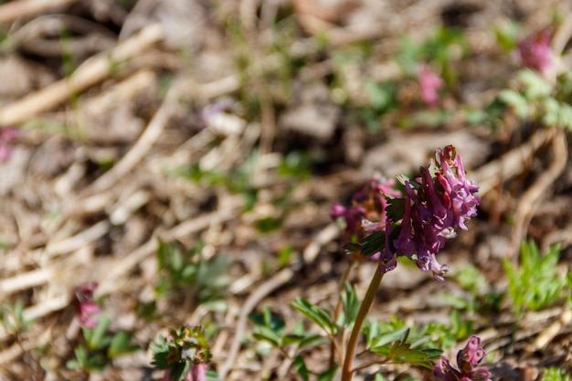 Fleurs de corydale pourpre en forêt au printemps