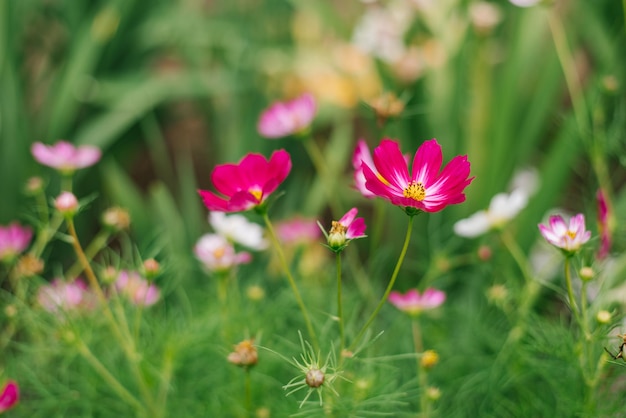 Fleurs de cosmea roses lumineuses et colorées sur un lit de fleurs par une journée d'été ensoleillée