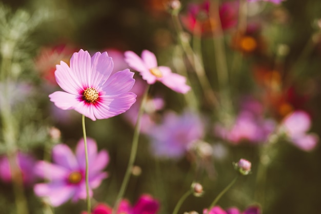 Fleurs Cosmo dans le jardin avec la lumière du soleil le matin.