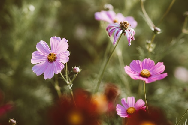 Photo fleurs cosmo dans le jardin avec la lumière du soleil le matin.