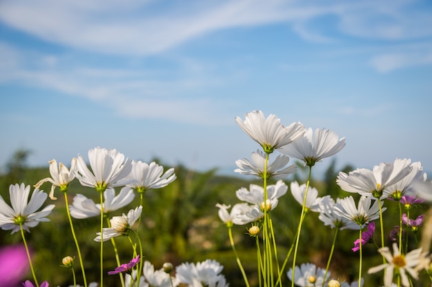 Fleurs de cosmos blanc sur fond de ciel bleu