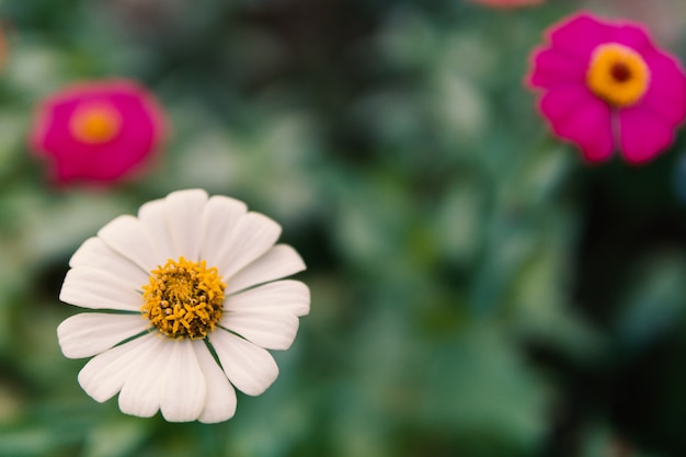 Fleurs De Cosmos Blanches Sur Fond Vert