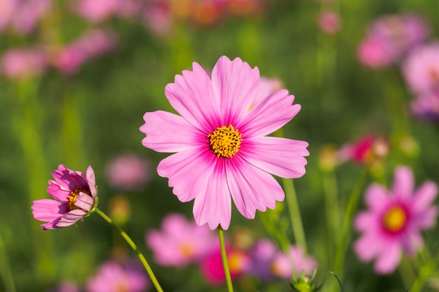 Fleurs cosmos colorées avec effet de couleur pour le fond.