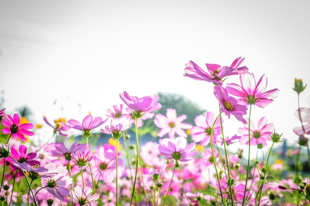 Fleurs de cosmos colorés dans le jardin.