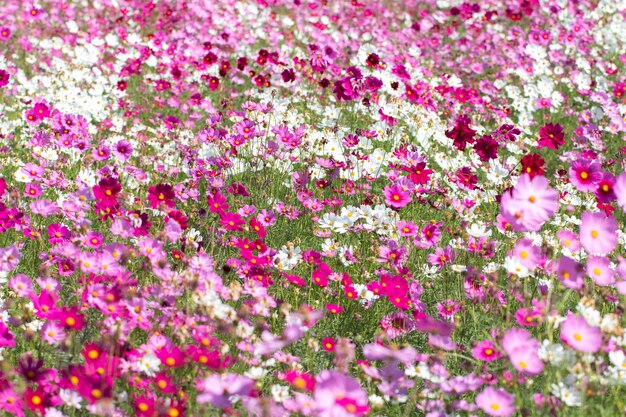 fleurs cosmos colorfull dans le jardin