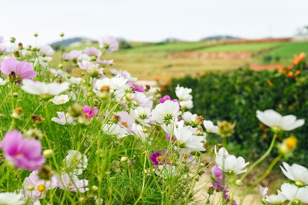 Fleurs de cosmos contre champs à Da Lat avec espace de copie en arrière-plan