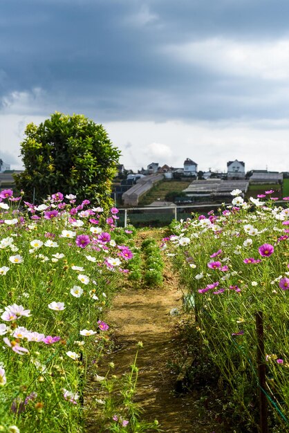 Fleurs de cosmos contre champs à Da Lat avec espace de copie en arrière-plan