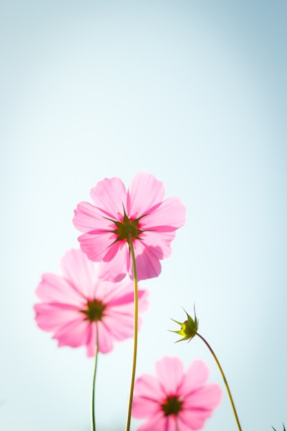 fleurs de cosmos contre le ciel avec filtre de couleur.