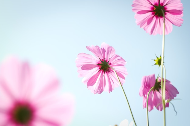 fleurs de cosmos contre le ciel avec filtre de couleur.