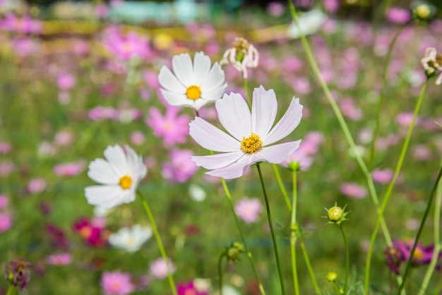 Fleurs de cosmos dans le jardin