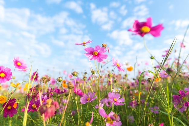 Fleurs de cosmos dans le jardin