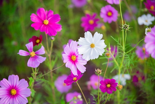 Fleurs de cosmos dans le jardin