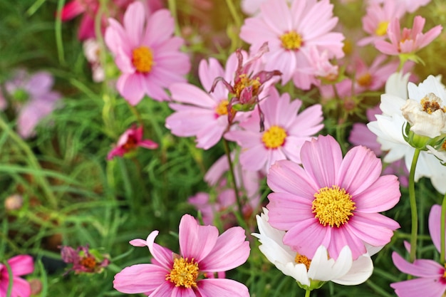 Fleurs de cosmos dans les tropiques