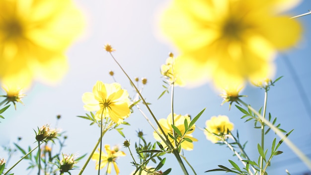 Fleurs de cosmos en fleurs