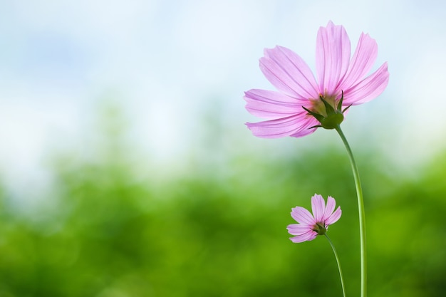 Fleurs de cosmos sur fond de printemps