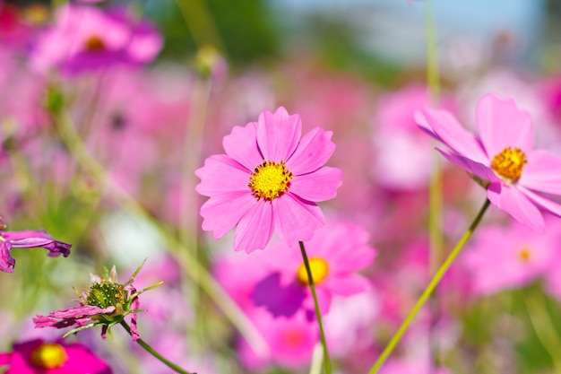 fleurs de cosmos sur le jardin de fleurs.