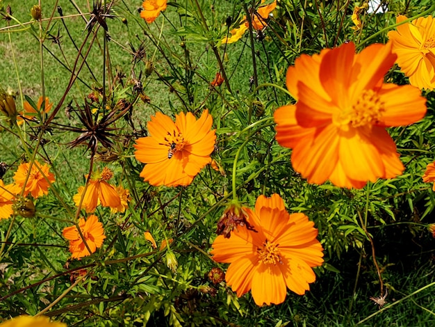 Fleurs de cosmos jaune dans le jardin