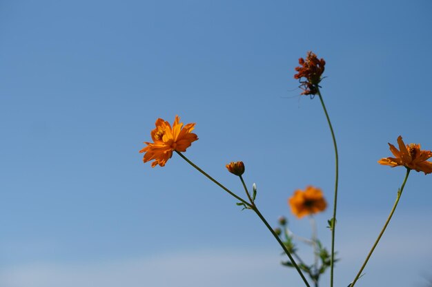 Fleurs de cosmos jaunes dans un jardin fleuri