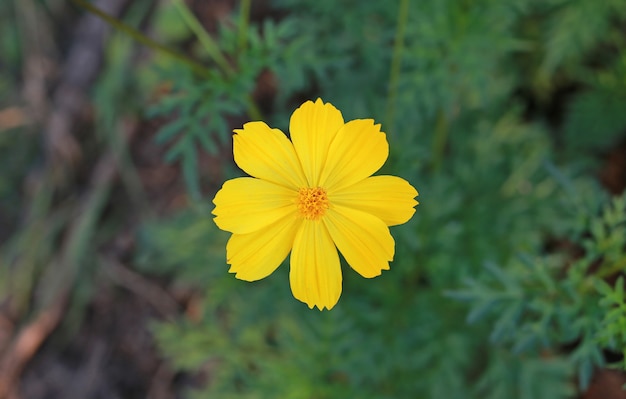 Fleurs de cosmos jaunes