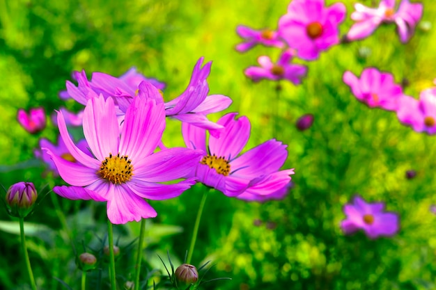 Fleurs de Cosmos qui fleurissent dans le jardin