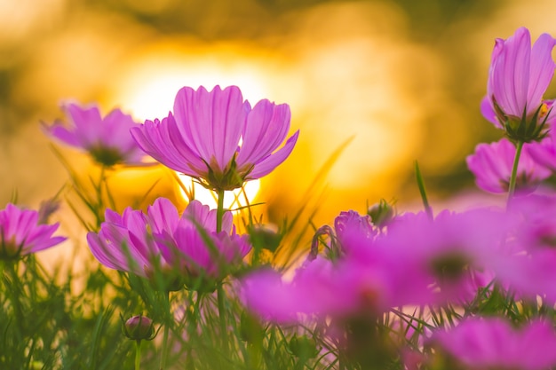 Fleurs de cosmos rose au coucher du soleil, flou