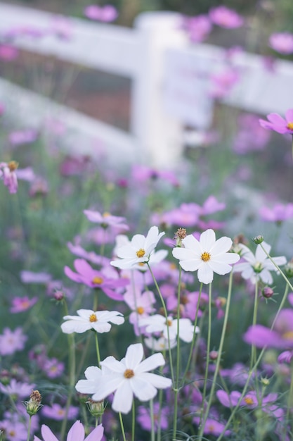 Fleurs de cosmos rose, blanc, violet et rouge dans le jardin