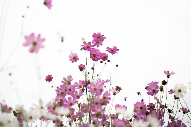 Fleurs de cosmos rose dans le jardin se bouchent