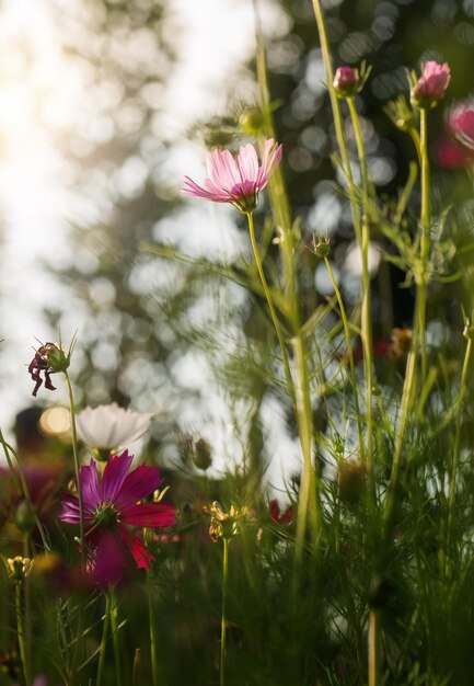 Fleurs de cosmos roses dans la nature.