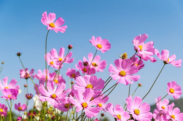 Fleurs de cosmos roses en fleurs