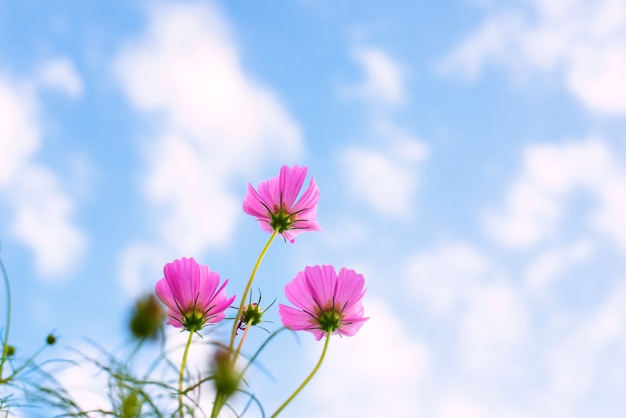 Fleurs de cosmos roses sur fond de ciel bleu