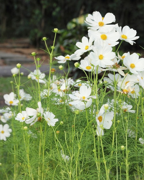 fleurs cosmos