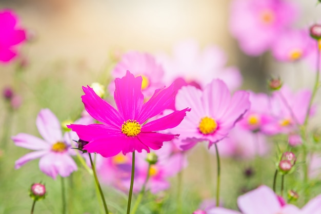 Fleurs de cosmos