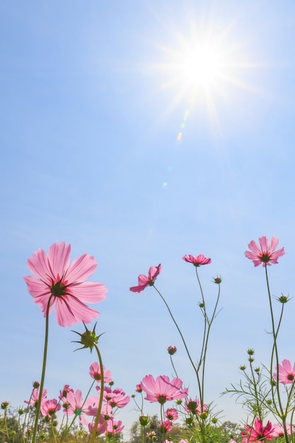 Fleurs de cosmos