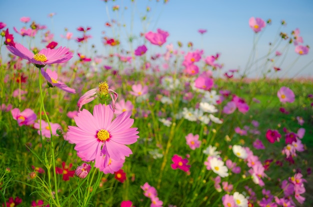 Fleurs de cosmos