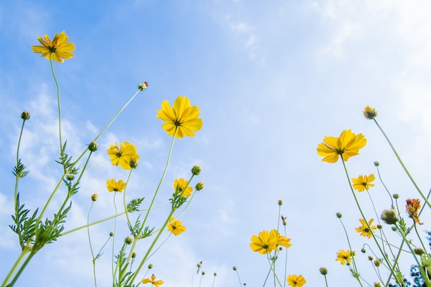 Fleurs de Cosmos