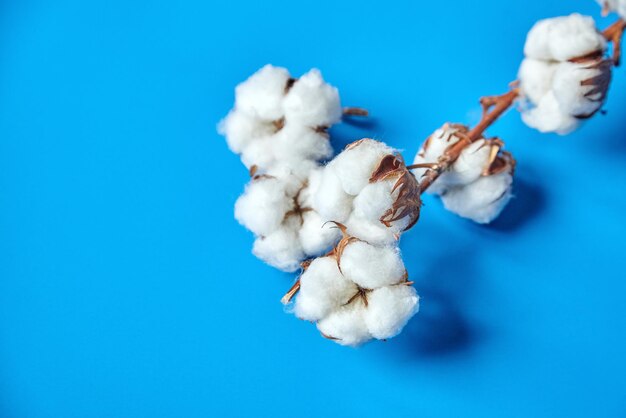 Photo fleurs de coton blanc sur fond bleu