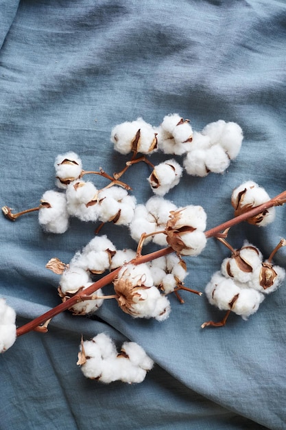 Fleurs de coton blanc sur tissu bleu turquoise vue de dessus