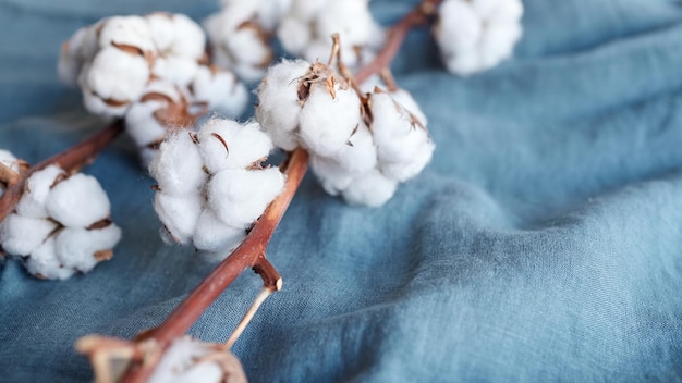 Fleurs de coton blanc sur tissu bleu turquoise