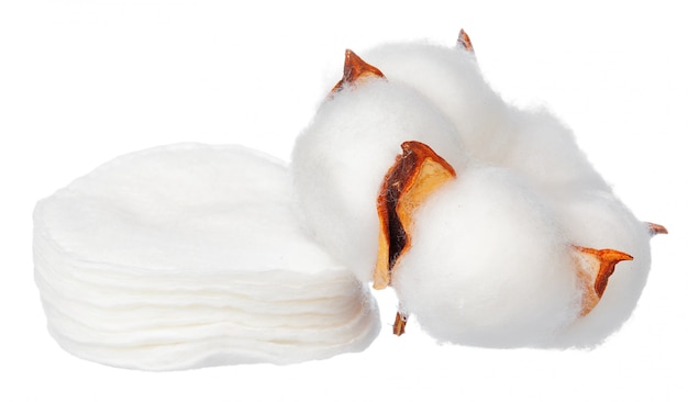 Fleurs de coton sur blanc
