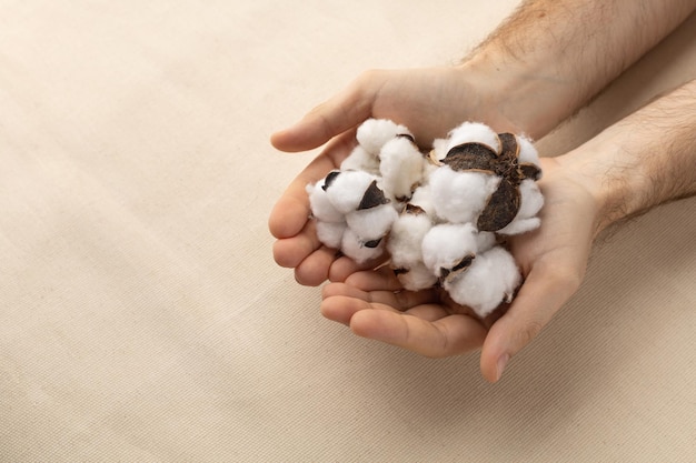 Fleurs de coton dans les mains des hommes sur un fond de tissu