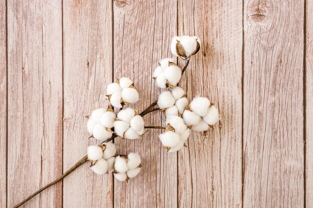 Fleurs de coton sur un fond en bois