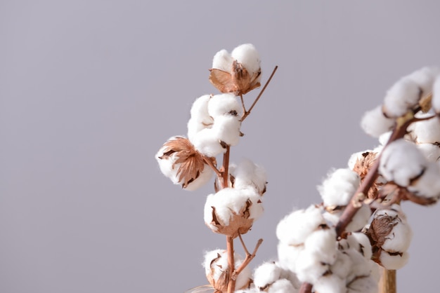 Fleurs de coton sur fond gris