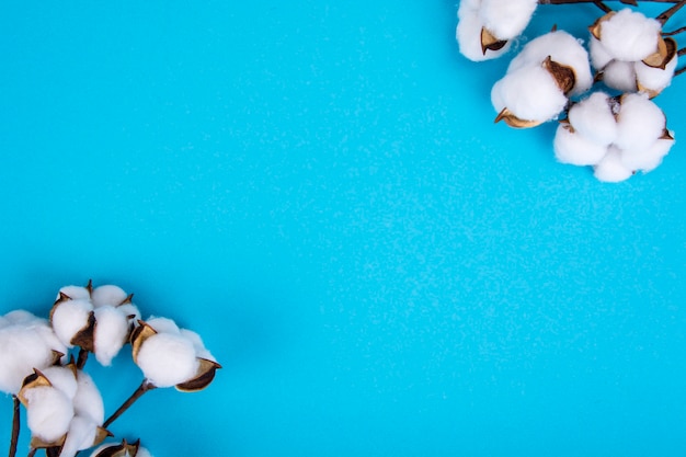 Fleurs de coton sur surface bleue