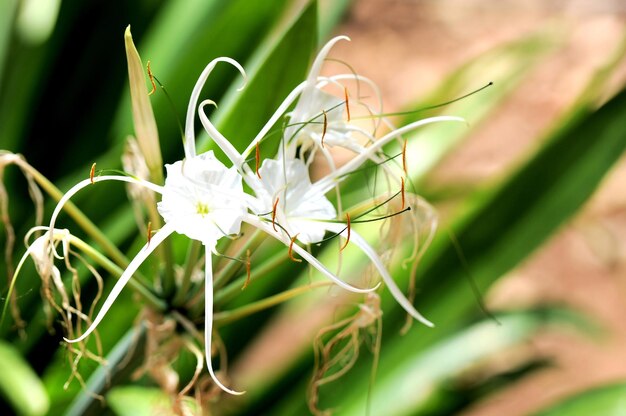 Fleurs de couleur blanche