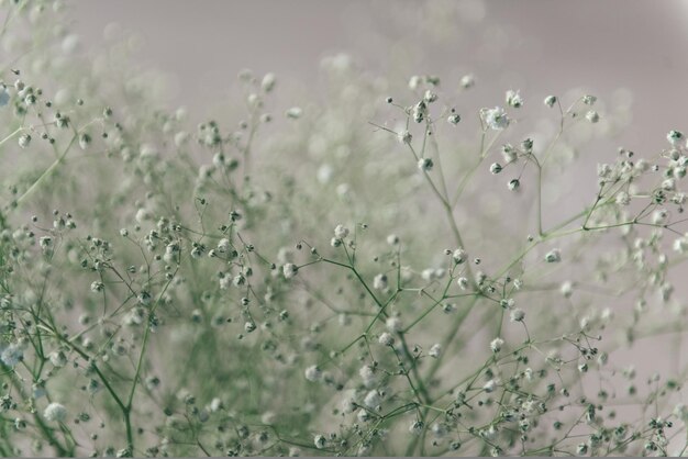 Fleurs coupées fraîches fond de gypsophile blanc