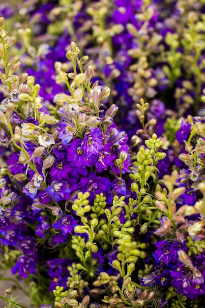 Fleurs coupées fraîches en vente sur le marché de producteurs locaux.