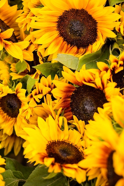 Fleurs coupées fraîches en vente sur le marché de producteurs locaux.